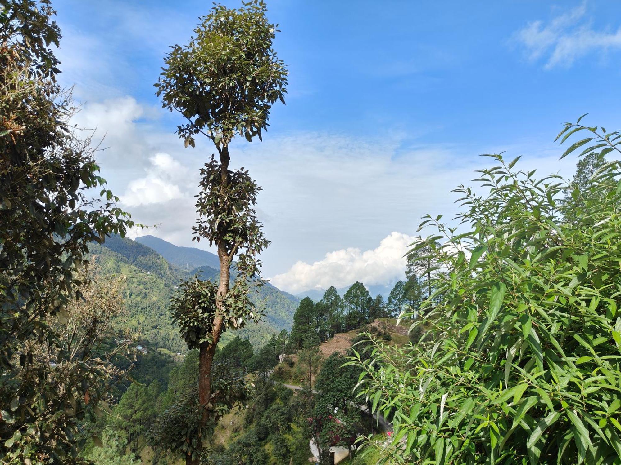 Himwanderer Camps & Cottages Pangot Nainital Exteriér fotografie